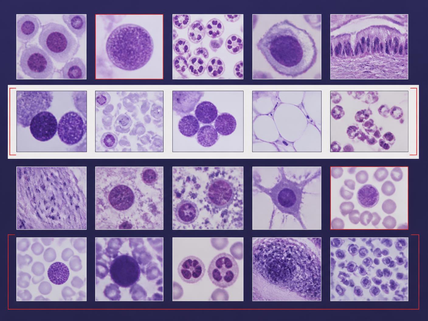 Abstract grid of varied violet microscopic cell crops on dark violet and off-white planes with thin red selection frames.